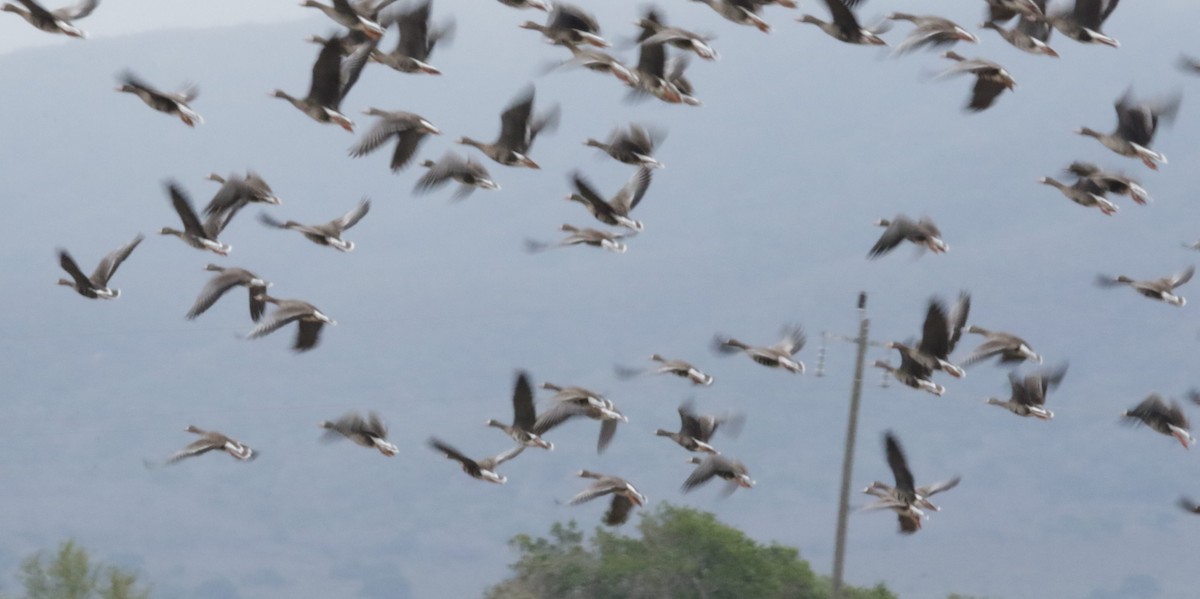 Greater White-fronted Goose - ML309334741