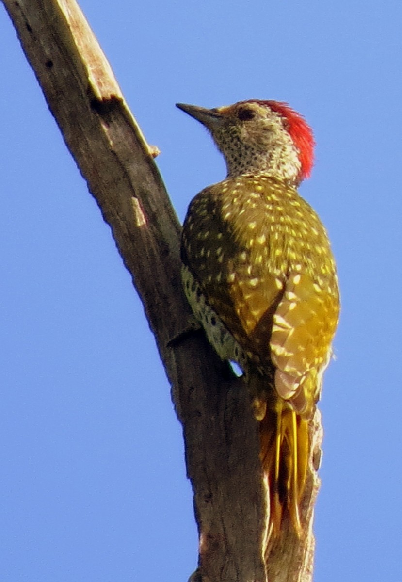 Green-backed Woodpecker - Pat McKay