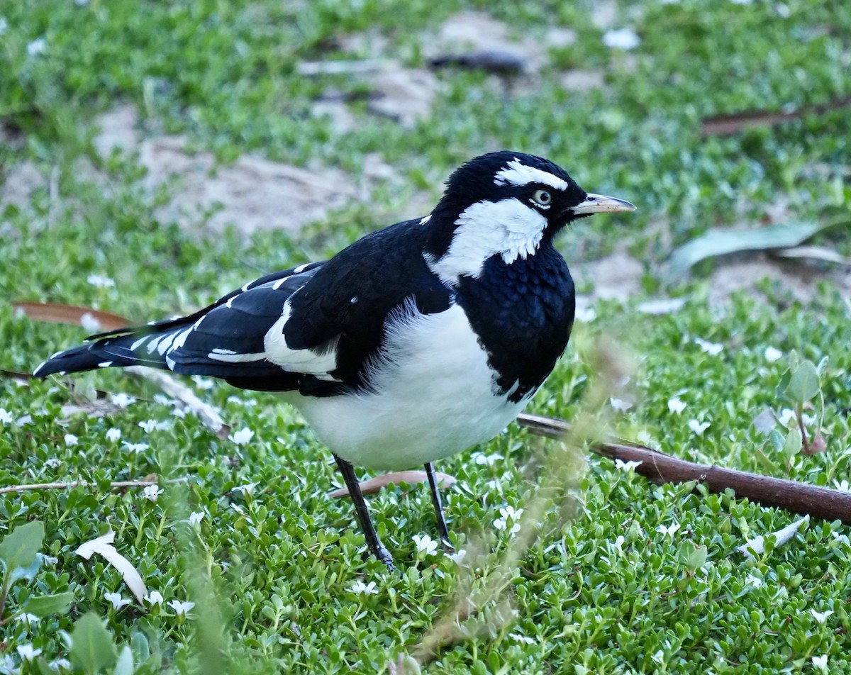 Magpie-lark - ML309335181