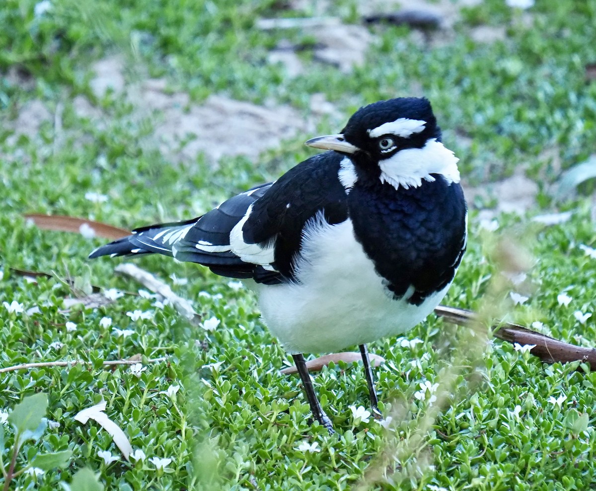 Magpie-lark - ML309335201