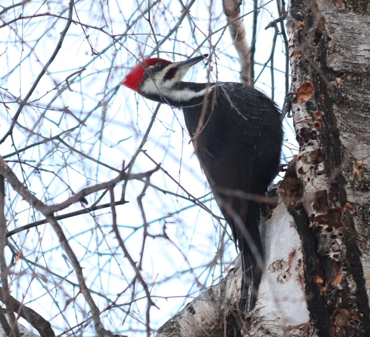 Pileated Woodpecker - ML309337441