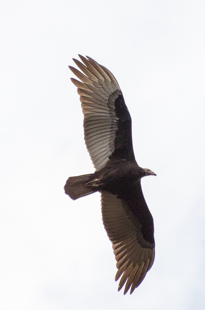 Turkey Vulture - ML309337541