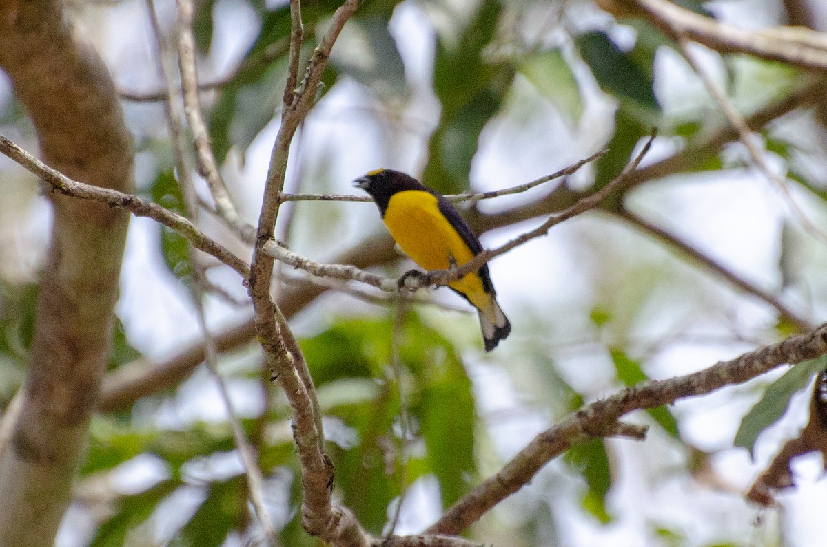 Purple-throated Euphonia - ML309337561