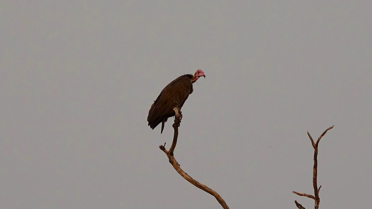 Hooded Vulture - ML309337601