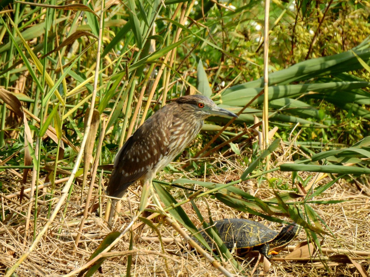 Black-crowned Night Heron - ML309338001