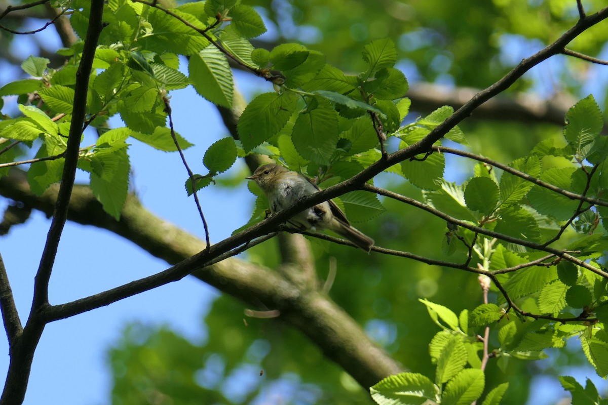 Iberian Chiffchaff - ML309338401