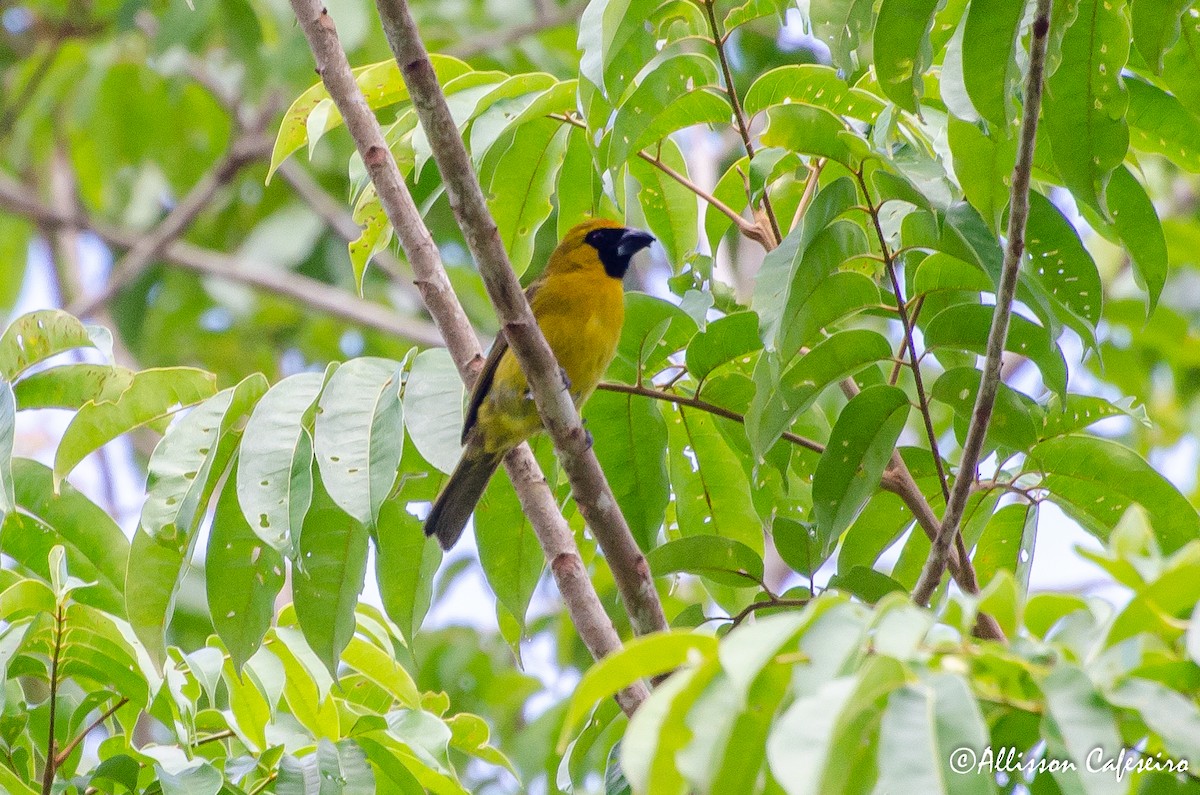 Yellow-green Grosbeak - ML309338971