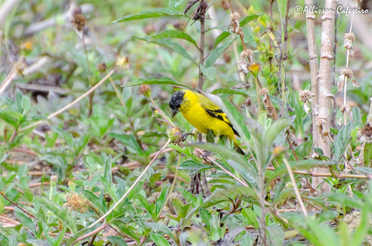 Yellow-faced Siskin - ML309338981