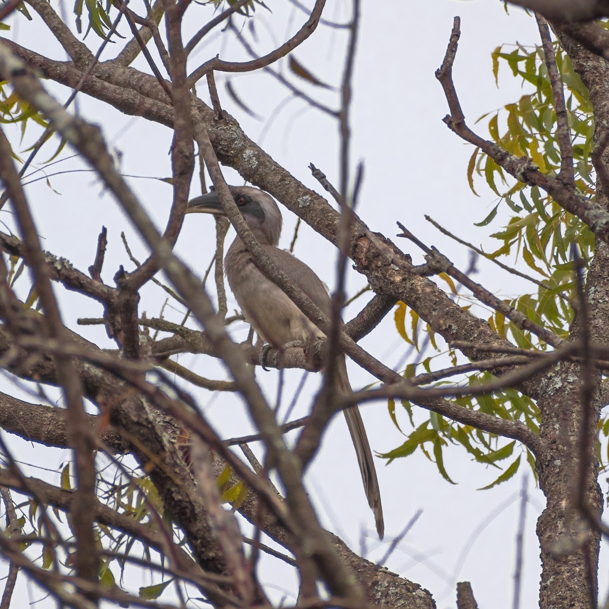 Indian Gray Hornbill - ML309339781