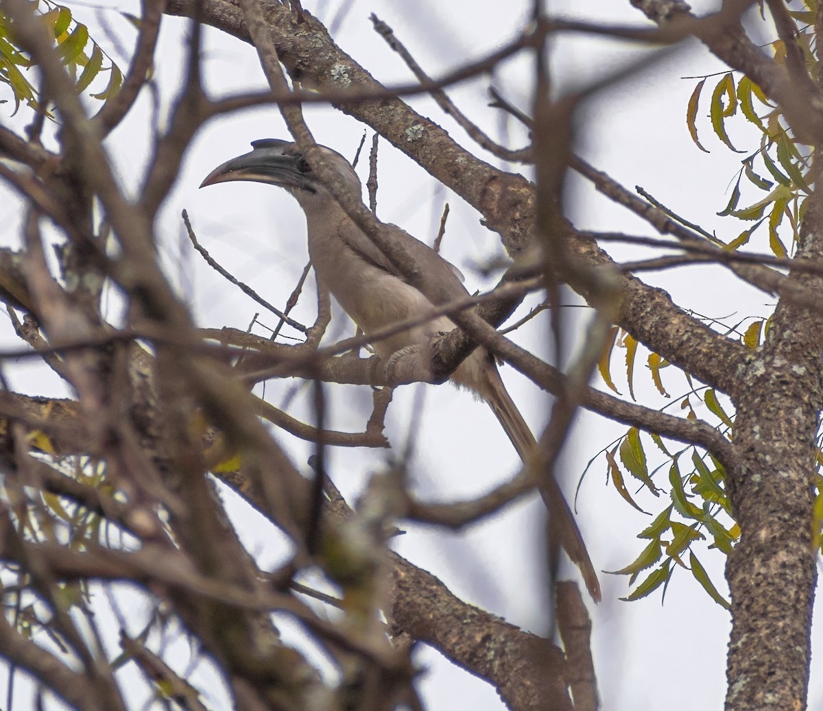 Indian Gray Hornbill - ML309339881