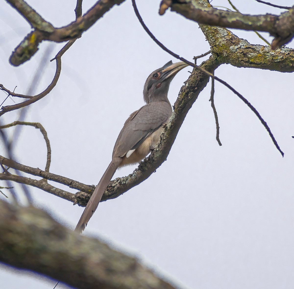 Indian Gray Hornbill - ML309339891