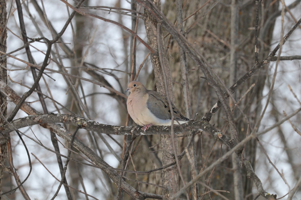 Mourning Dove - Normand Tetreault