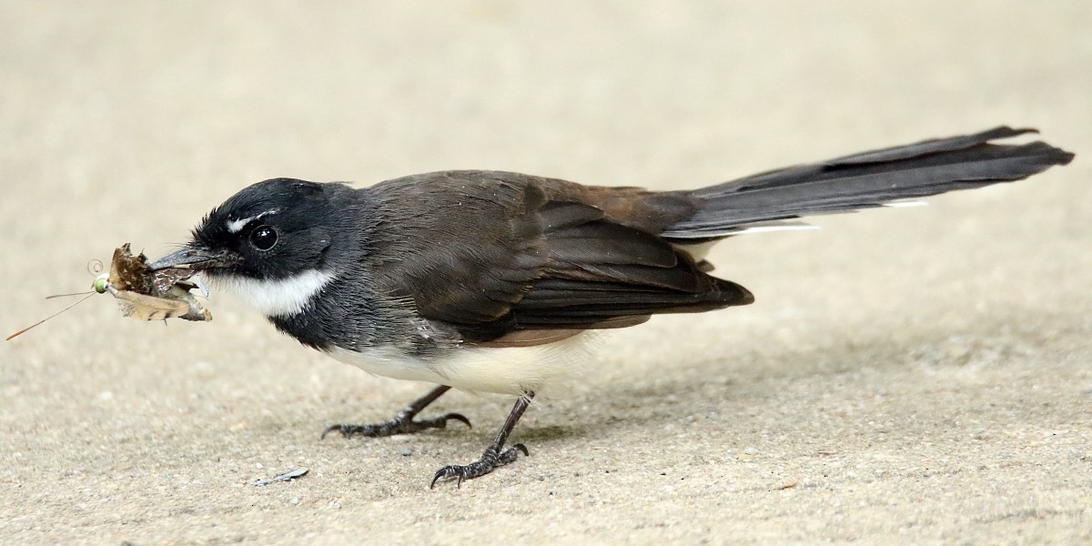 Malaysian Pied-Fantail - ML309341321