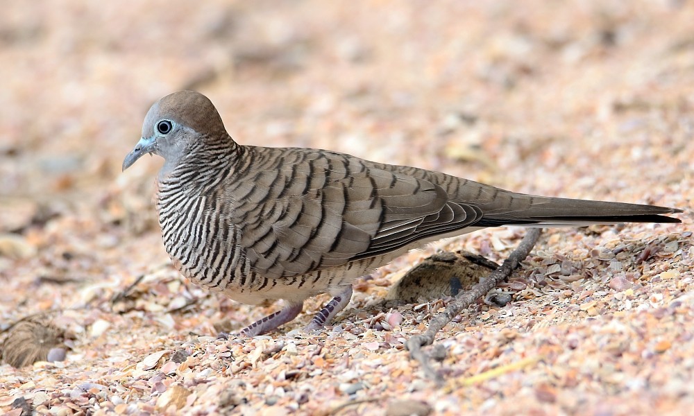 Zebra Dove - Pavel Parkhaev