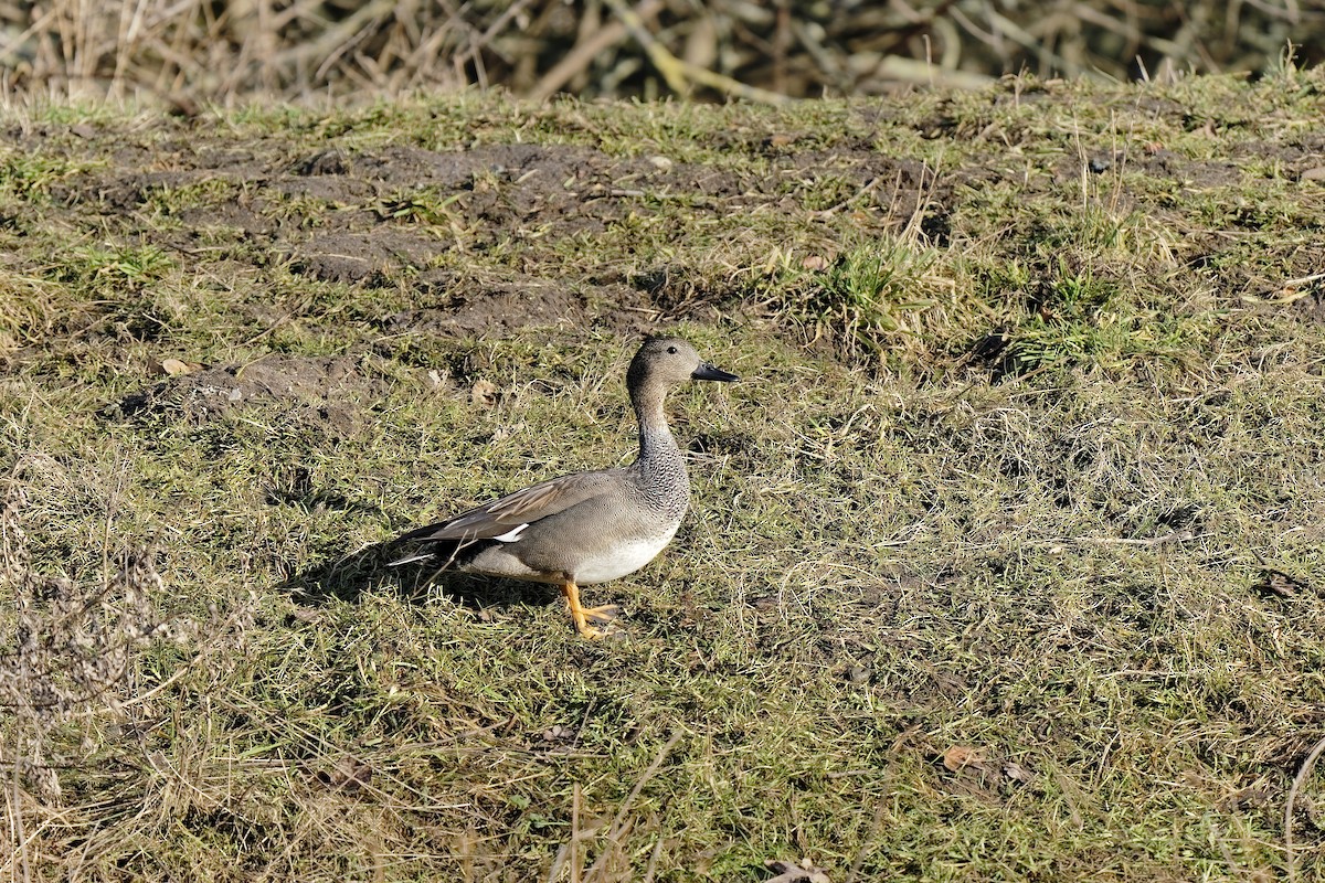 赤膀鴨 - ML309343561