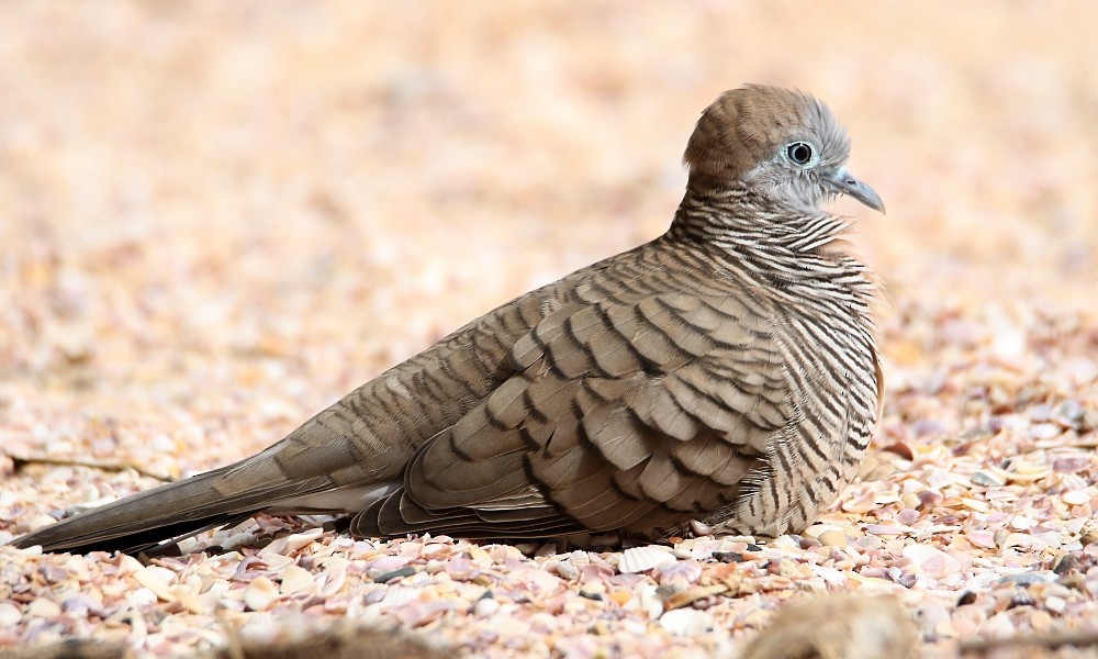 Zebra Dove - Pavel Parkhaev