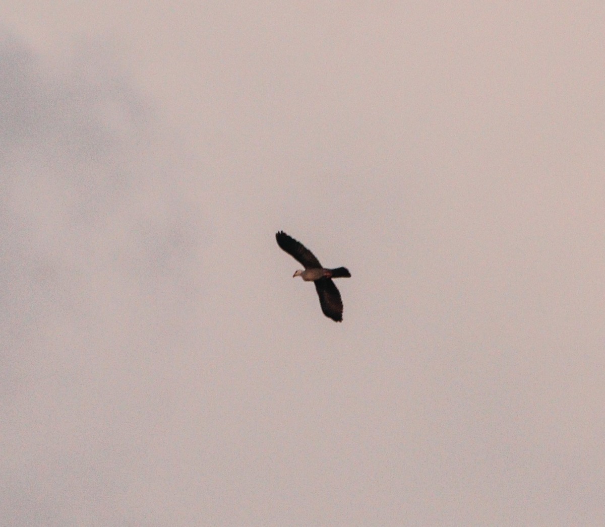 Andaman Wood-Pigeon - ML309343931