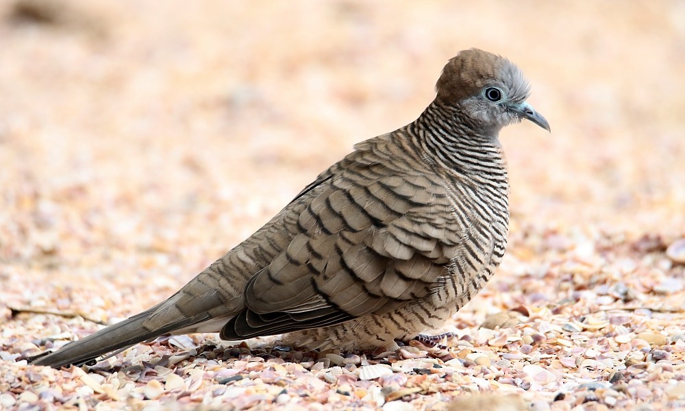 Zebra Dove - Pavel Parkhaev