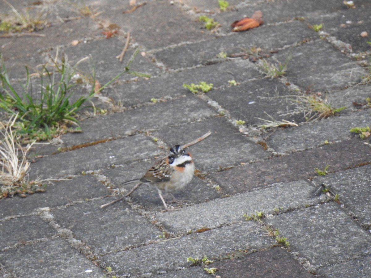 Rufous-collared Sparrow - ML309344221