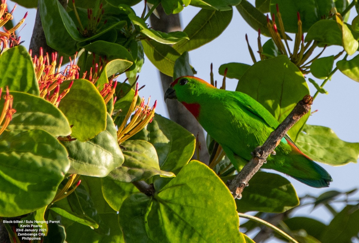 Black-billed Hanging-Parrot - ML309344291