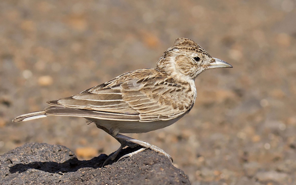 Raso Skylark - Daniel López-Velasco | Ornis Birding Expeditions