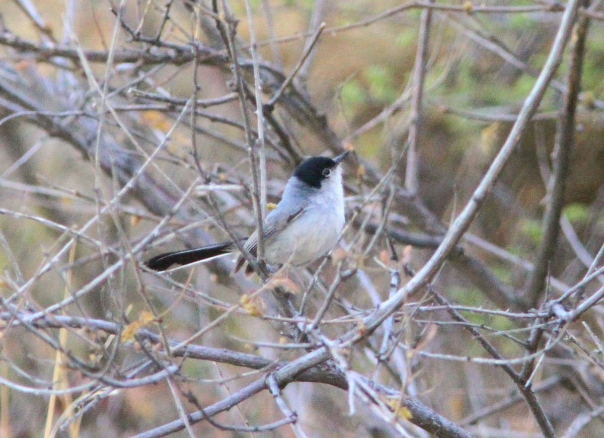 Black-tailed Gnatcatcher - ML309345741