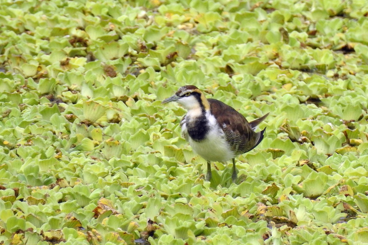 Pheasant-tailed Jacana - ML309346521