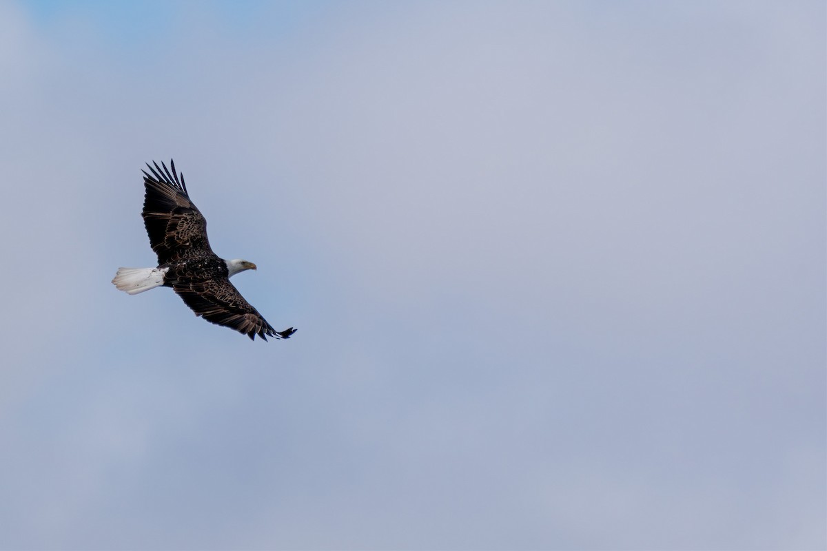 Bald Eagle - ML309346841