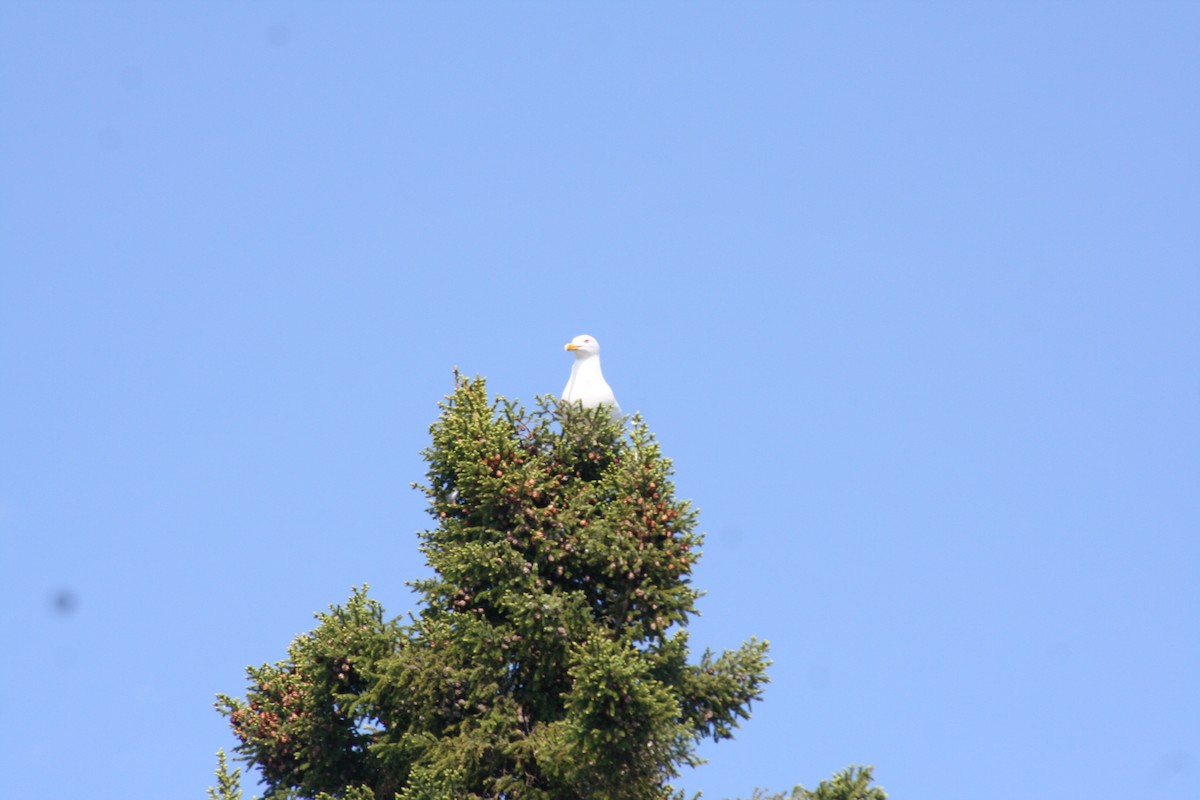 Herring Gull - ML30934731