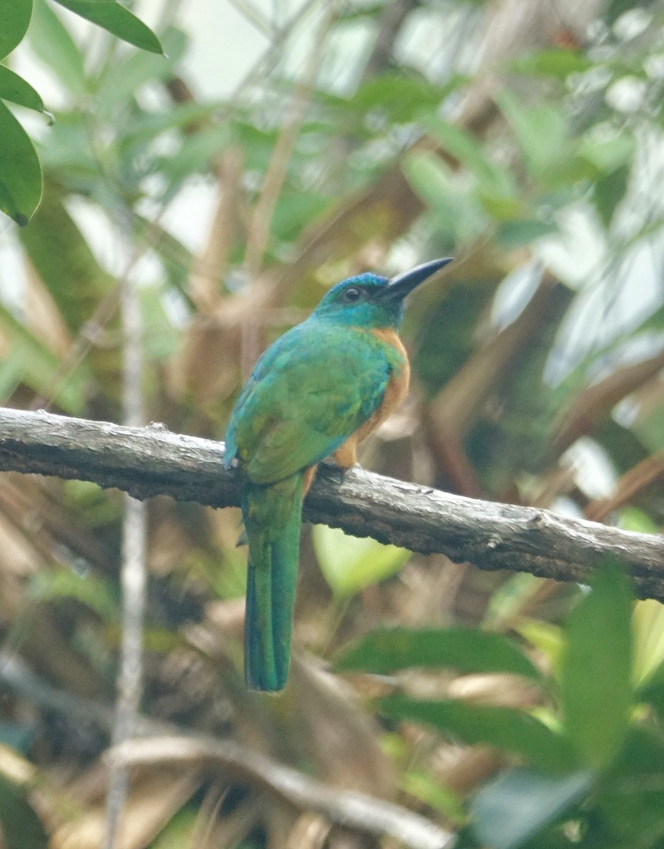 Great Jacamar - Howie Nielsen