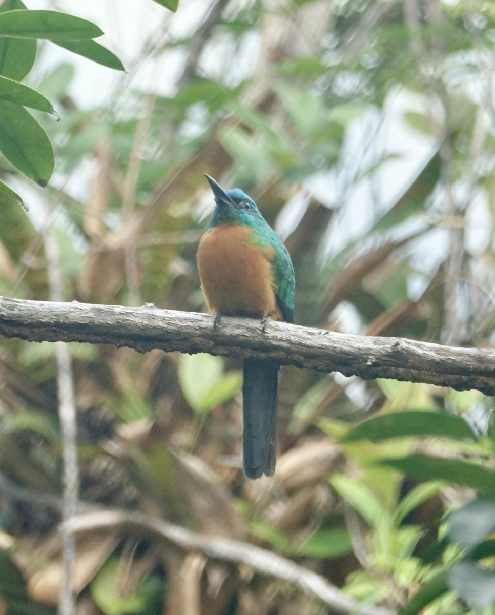 Great Jacamar - ML309347991