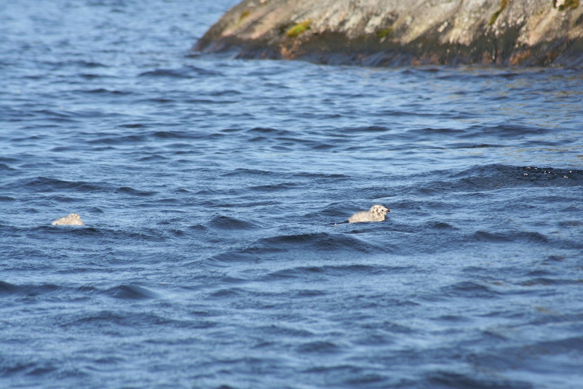 Herring Gull - Brendyn Baptiste