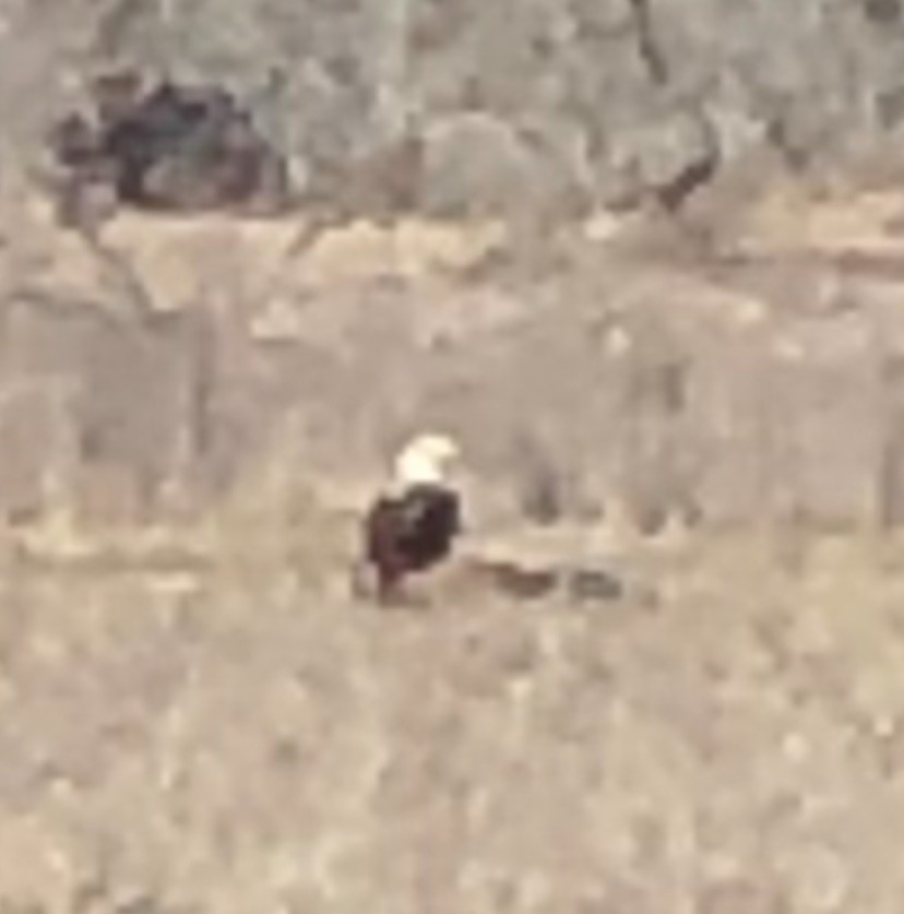 Bald Eagle - ML309348701