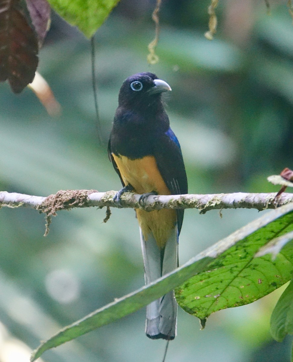 Ak Kuyruklu Trogon - ML309348751