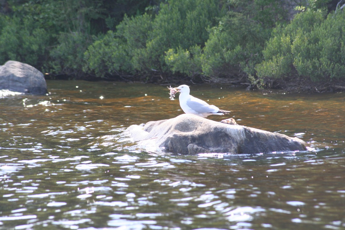 Herring Gull - ML30934881