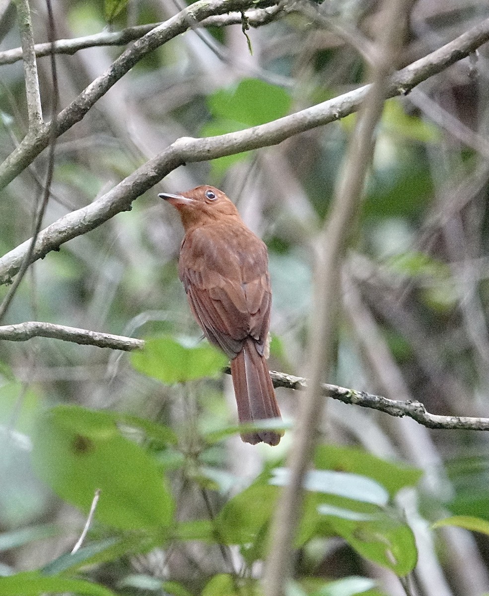 Rufous Mourner - Howie Nielsen