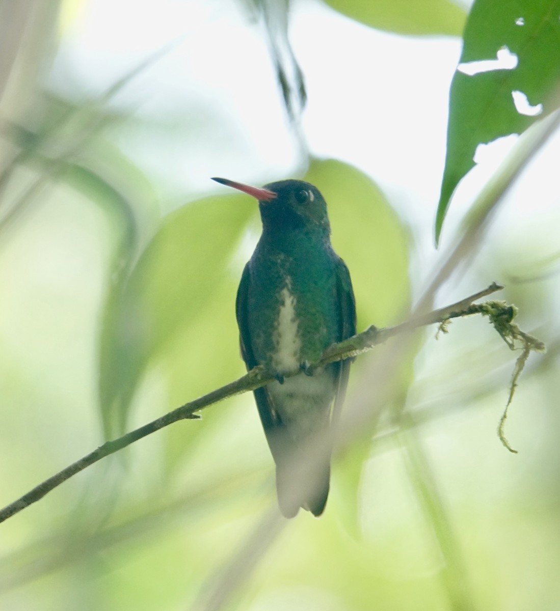 kolibřík Humboldtův - ML309349441
