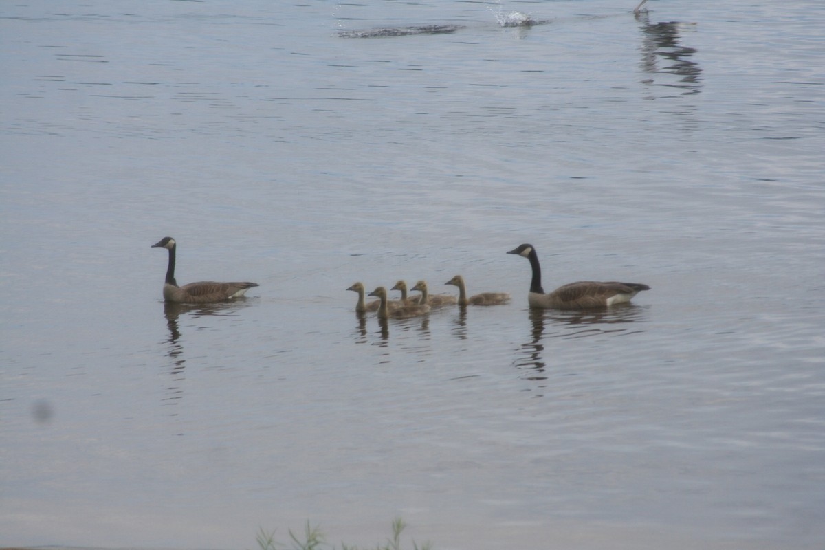 Canada Goose - Brendyn Baptiste