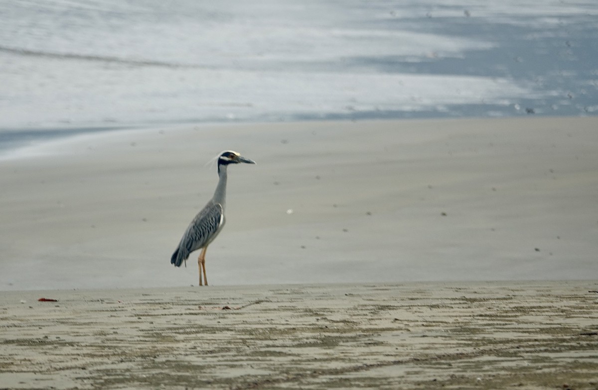 Yellow-crowned Night Heron - Howie Nielsen