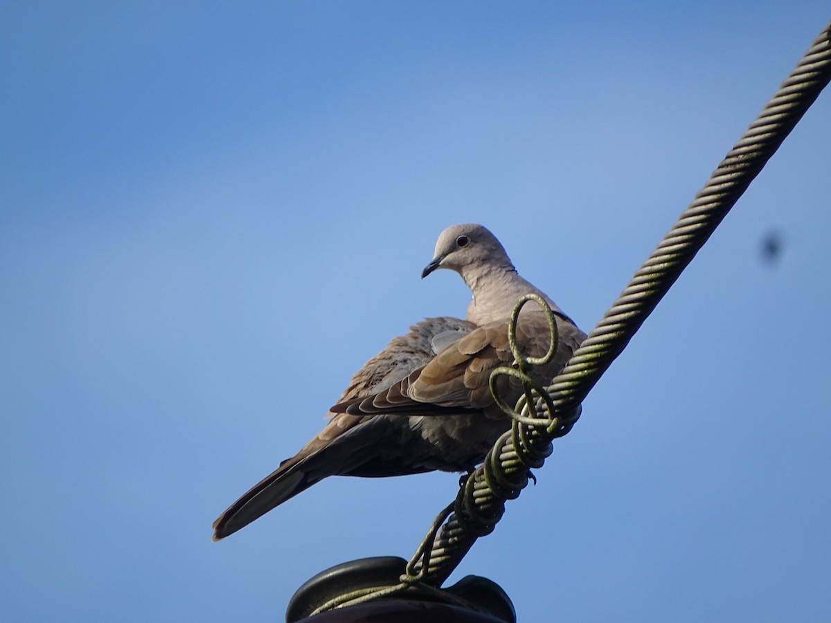 Eurasian Collared-Dove - karen Gonzalez