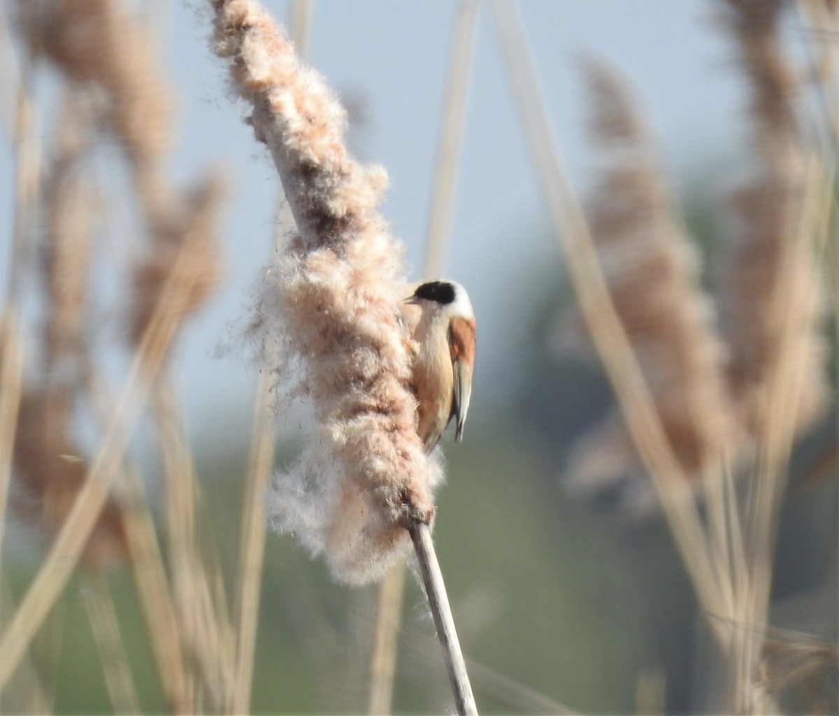 Eurasian Penduline-Tit - Fernando T Rico