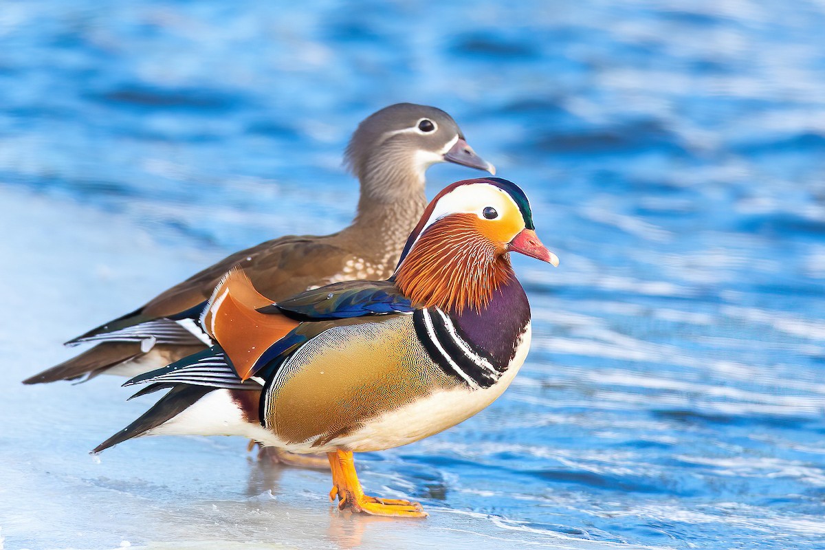 Mandarin Duck - ML309355601