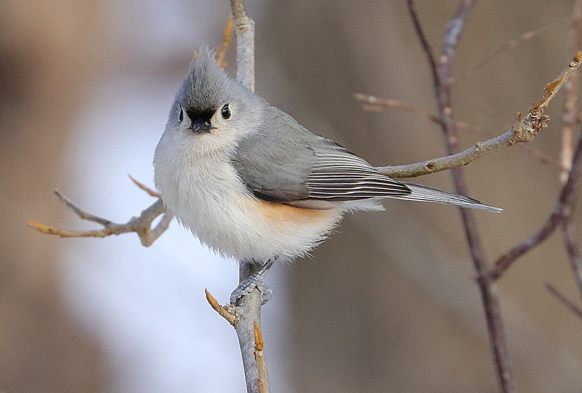 Tufted Titmouse - ML309356351