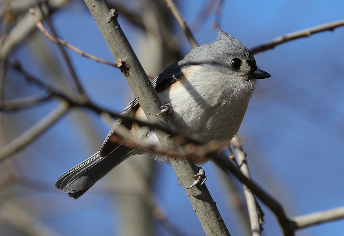 Tufted Titmouse - ML309356421