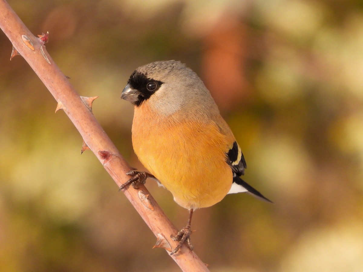 Orange Bullfinch - Ansar Ahmad Bhat