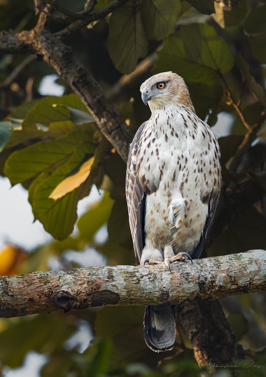 Changeable Hawk-Eagle - ML309356641