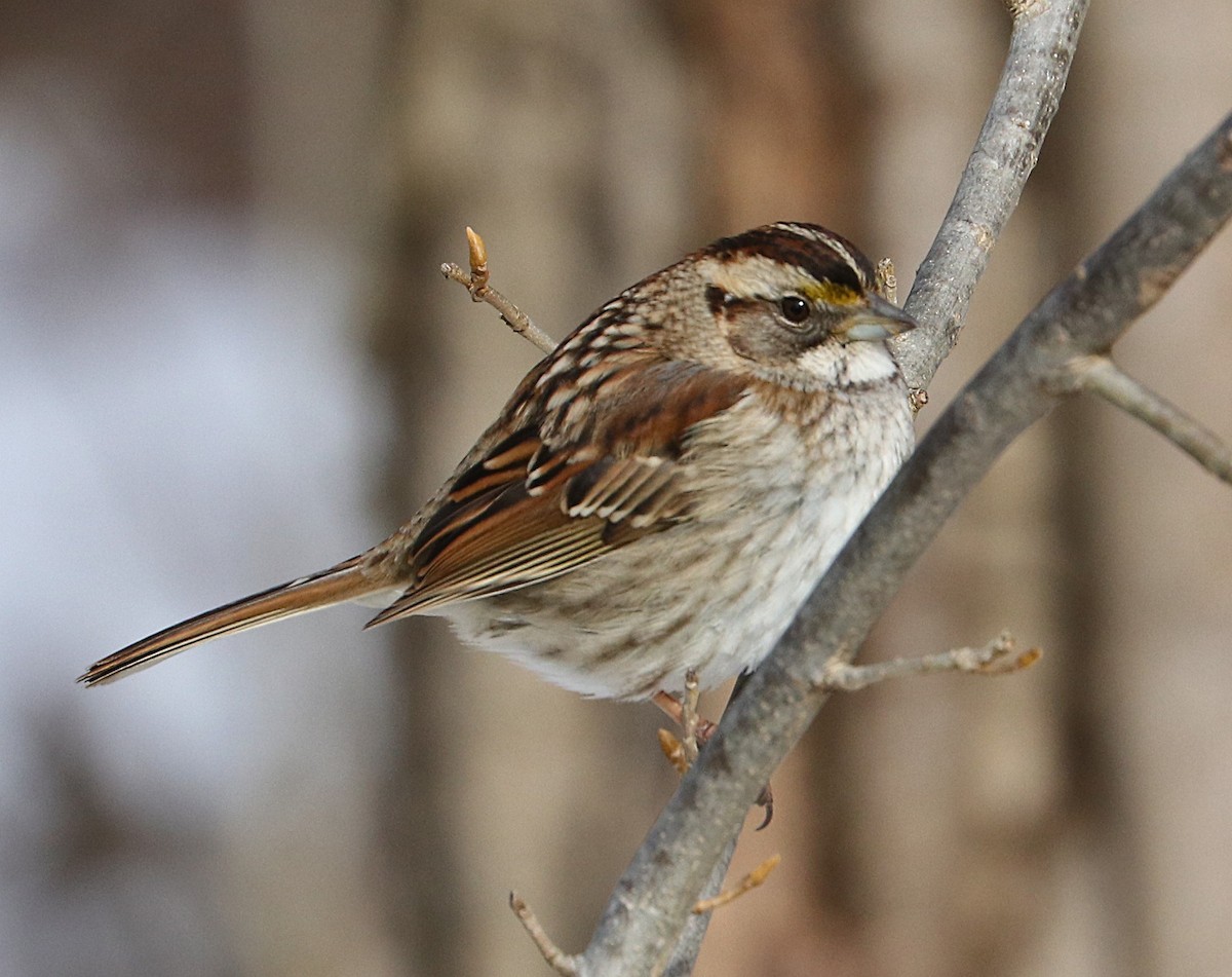 American Tree Sparrow - ML309357221