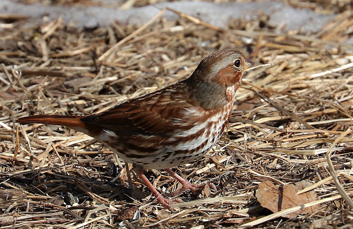 Fox Sparrow - ML309357321