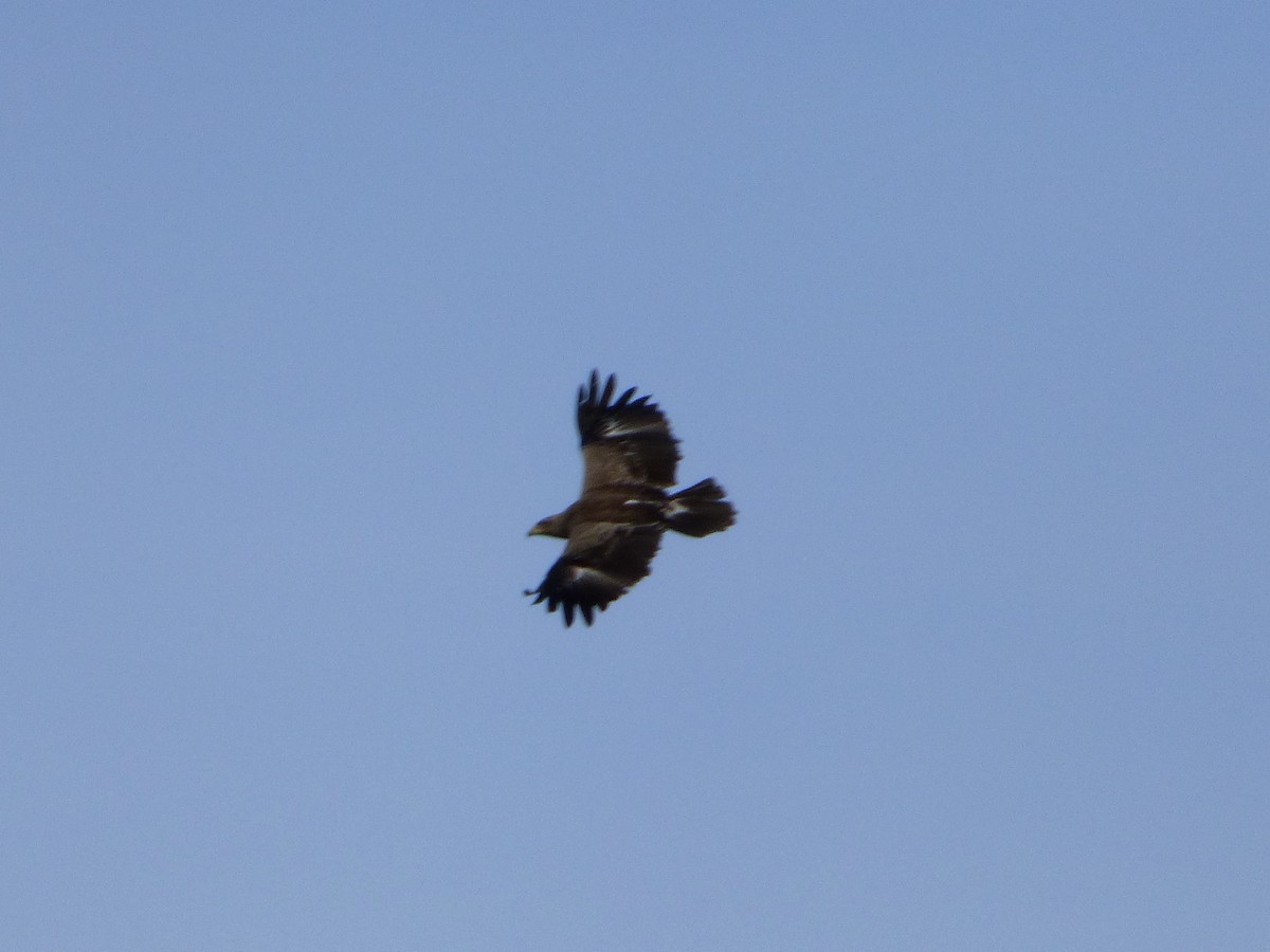Lesser Spotted Eagle - ML309358551