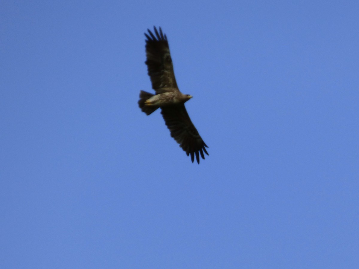 Lesser Spotted Eagle - ML309358601
